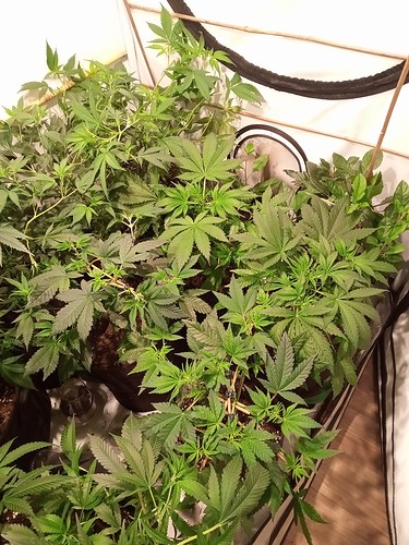 Growreport Bild 28