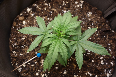 Ein junger Cannabissämling in einem Stofftopf mit Erde. Die Pflanze hat mehrere gesunde grüne Blätter und ist etwa 10 cm hoch. Ein Zahnstocher mit einem blauen Kopf liegt daneben im Boden.