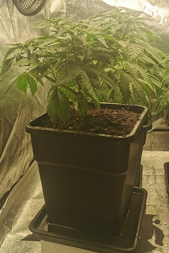 Growreport Bild 35