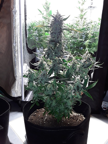 Growreport Bild 20