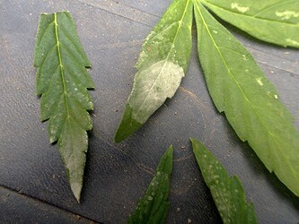 078_AFBB1_mehltauverdacht