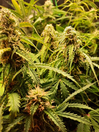 Growreport Bild 8