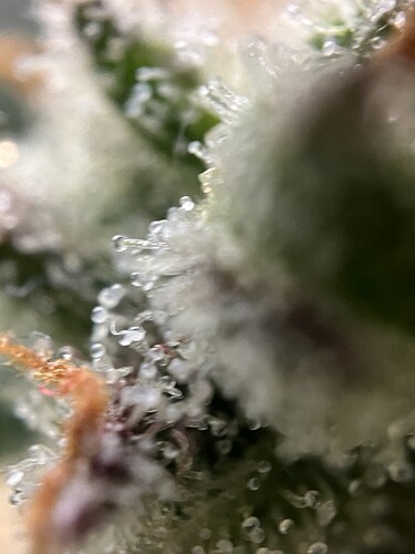 Growreport Bild 43