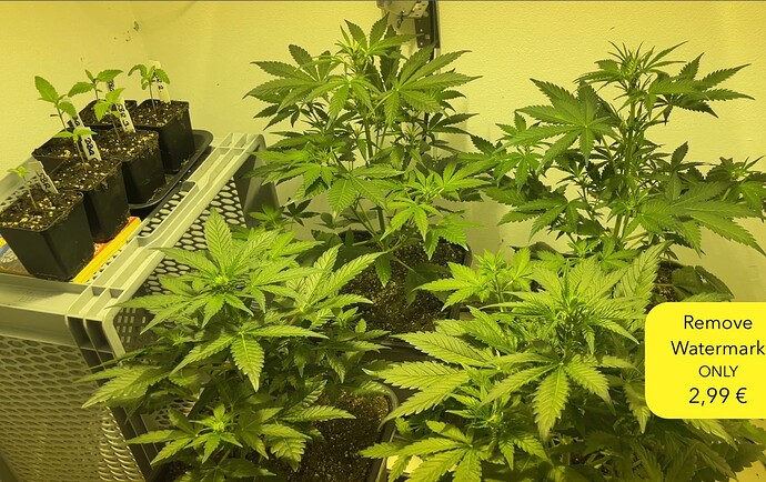 Growreport Bild 1