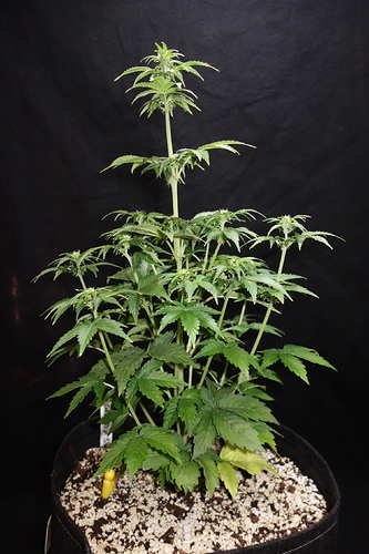 Growreport Bild 36