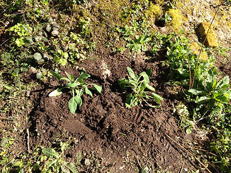 Beinwell_und_Komposterde_08