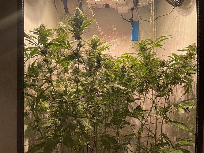 Growreport Bild 1