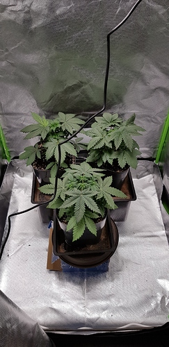 Growreport Bild 1