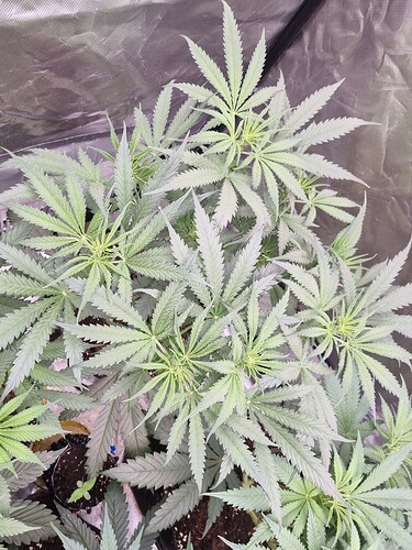 Growreport Bild 2