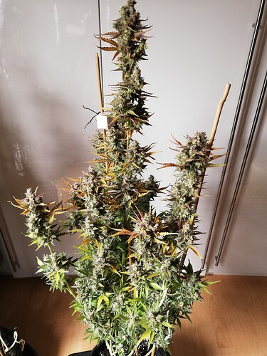 GG#1_240122-1