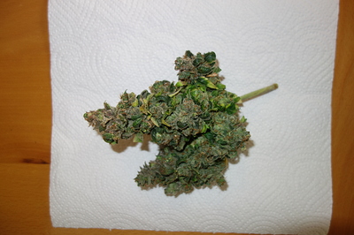 Growreport Bild 38