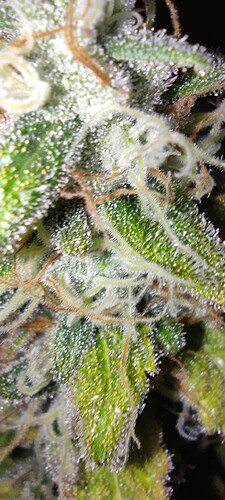 Growreport Bild 8