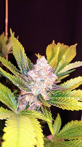 obscura1607810281977