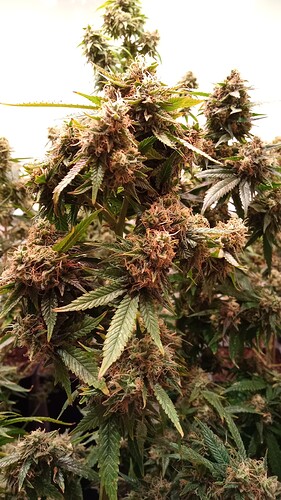 Growreport Bild 30