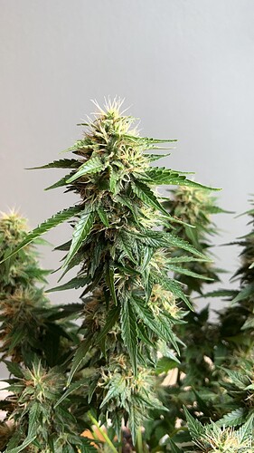 signal-2022-10-24-210522_003