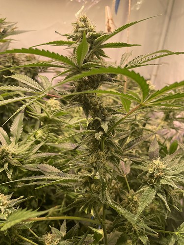 Growreport Bild 8