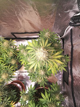 Growreport Bild 23