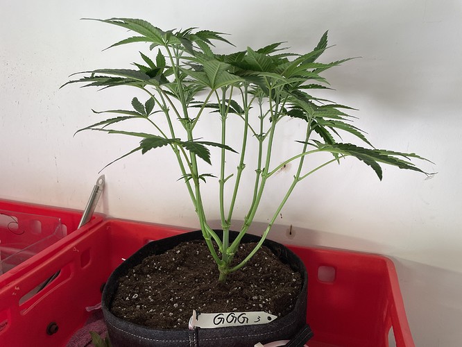 Growreport Bild 4