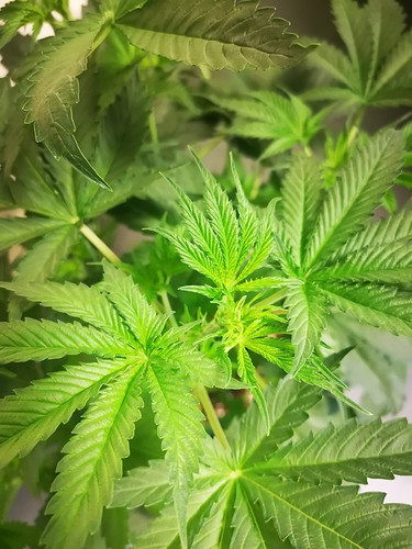 Growreport Bild 20