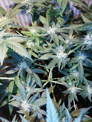 Growreport Bild 2