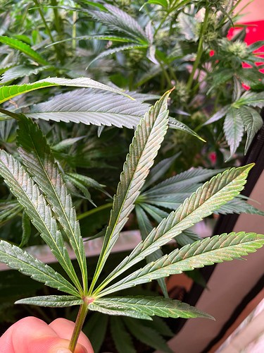 Growreport Bild 2