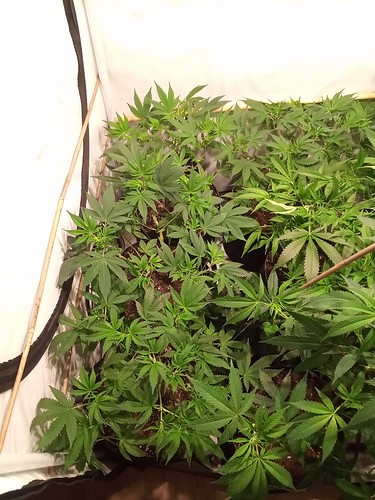 Growreport Bild 32