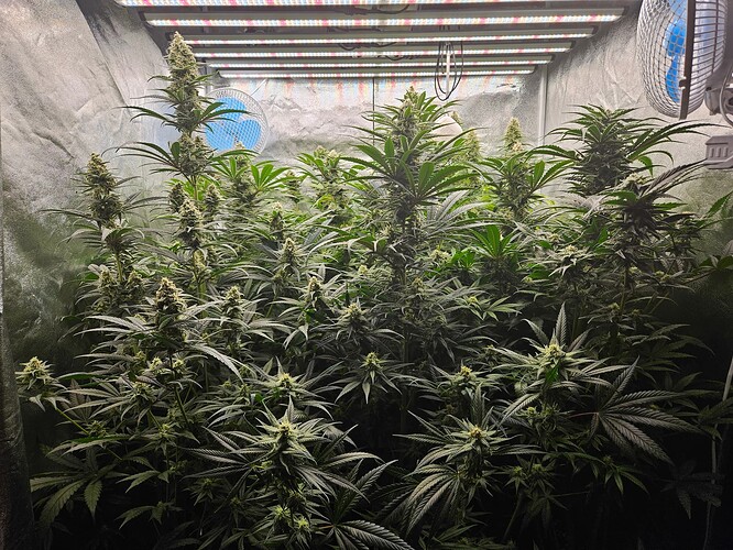 Growreport Bild 34