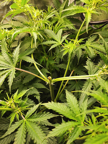 Growreport Bild 10