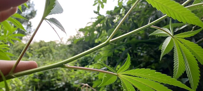 Growreport Bild 7