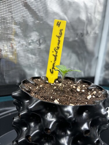 Growreport Bild 52