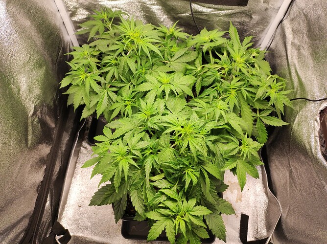 Growreport Bild 5