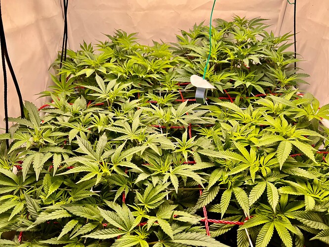Growreport Bild 2