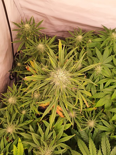 Growreport Bild 3