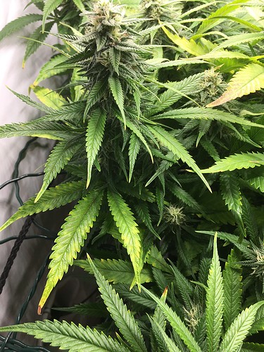 Growreport Bild 8