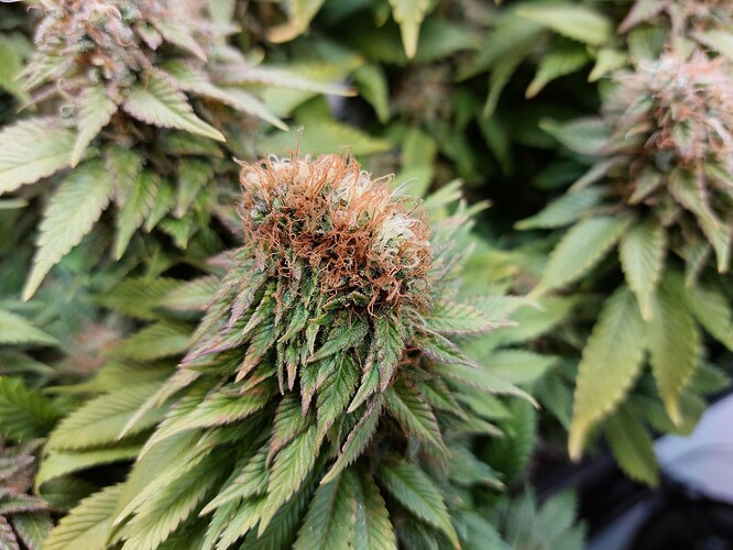 Growreport Bild 9