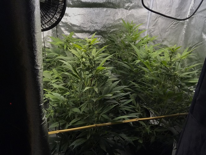 Growreport Bild 6