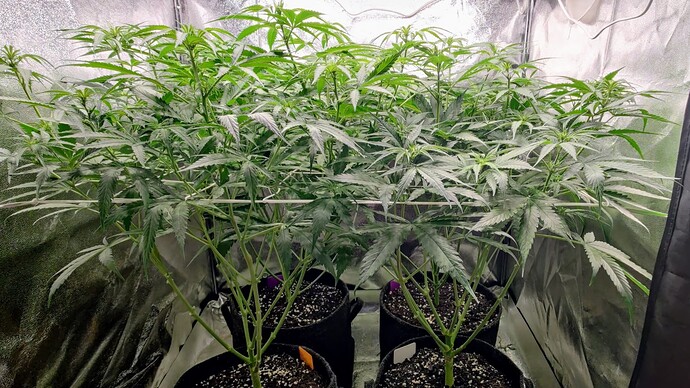 Growreport Bild 5