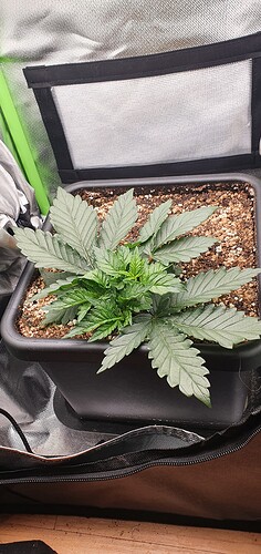 Growreport Bild 4