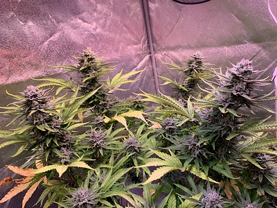 Growreport Bild 4