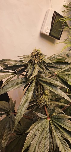 Growreport Bild 5