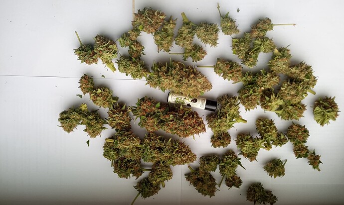 Growreport Bild 31
