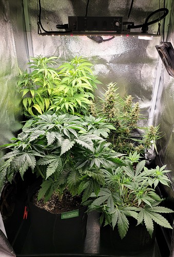 Growreport Bild 5