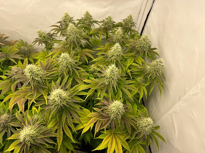 Growreport Bild 15