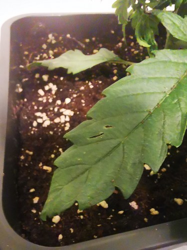 Growreport Bild 9