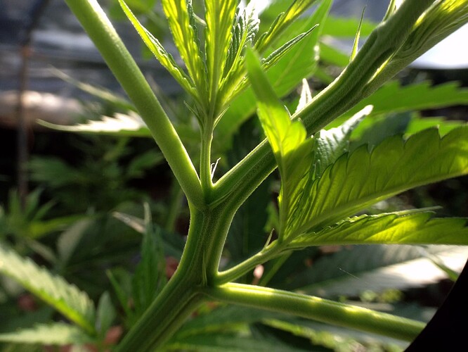 073_morgens_07_TF2vorbluete