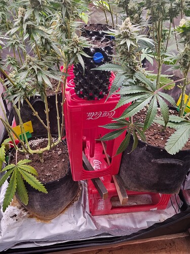 Growreport Bild 28