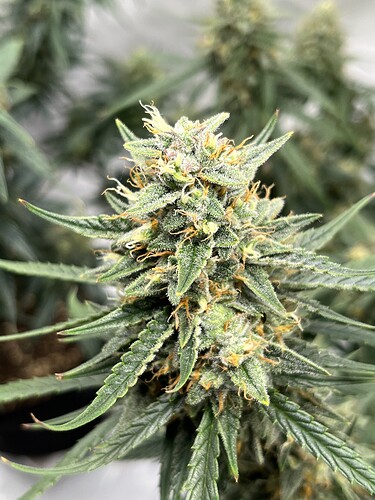 Growreport Bild 8