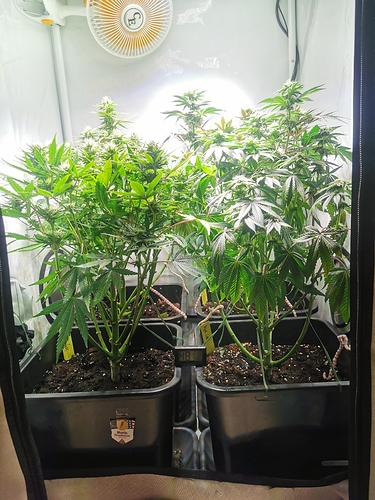 Growreport Bild 2