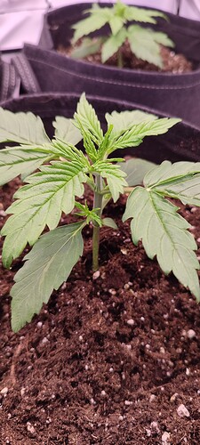 Growreport Bild 1