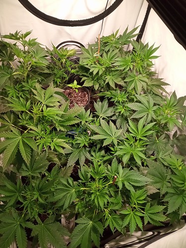 Growreport Bild 24
